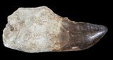 Rooted Mosasaur (Prognathodon) Tooth #43196-1